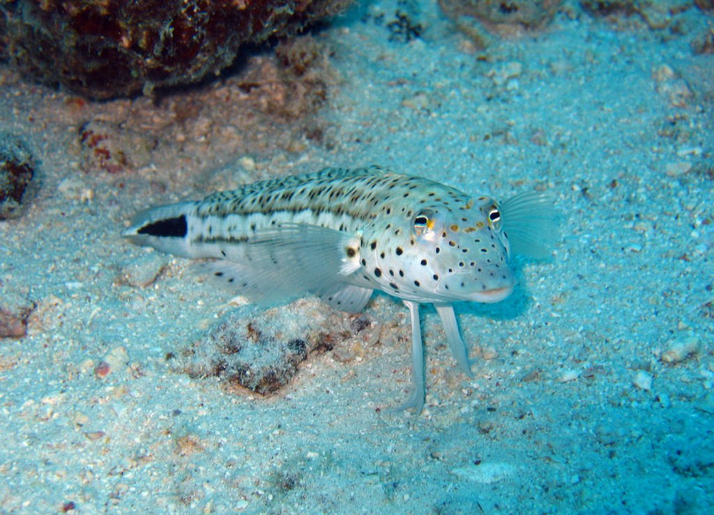 Parapercis hexophtalma